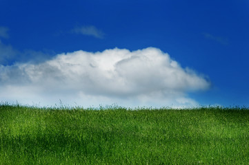 Fototapeta na wymiar Green grass and blue sky