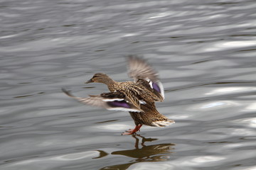 mallard in flight