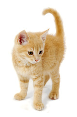 Kitten