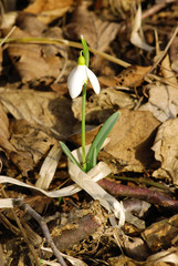 Snowdrop Flowers
