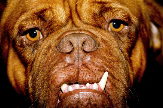 Ugly dog face