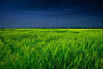 Wheat field