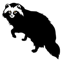 raccoon dog (Nyctereutes procyonides)