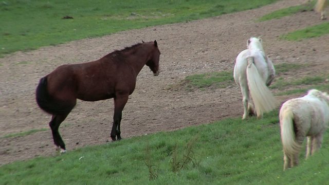 Pferde auf Koppel ausschlagen Pferd treten