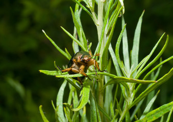 Beetle on grass 6