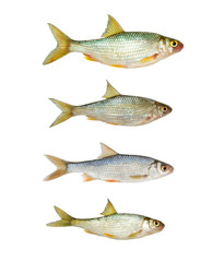 Fresh roach fish collection isolated on white background