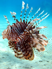Lionfish