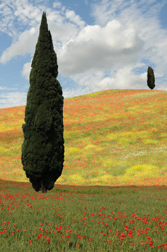 Toskana Toscana Zypressen Tuscany
