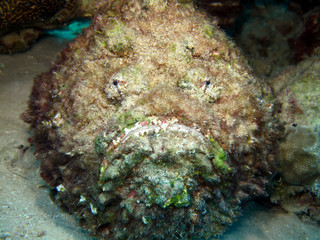 Stonefish