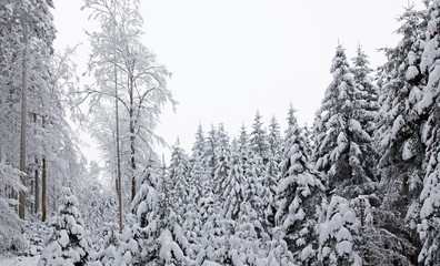 waldlichtung im winter