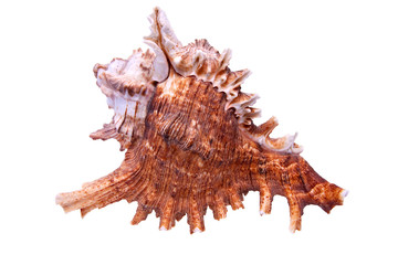 Sea Snail