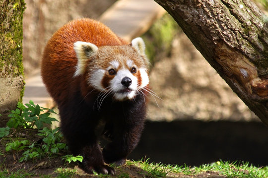 Fototapeta Roter Panda