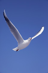 縦位置で青い大空に羽ばたくカモメ