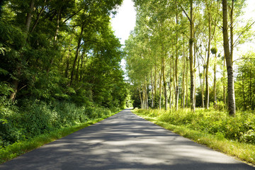 Roadway trough a thick forest in a sunny day