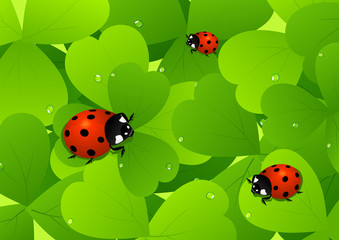 Fototapeta premium Ladybird on leaf