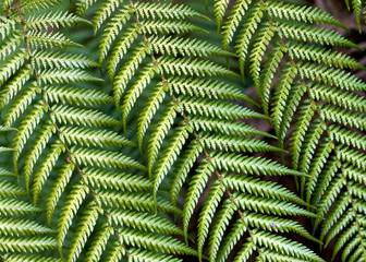 Fern