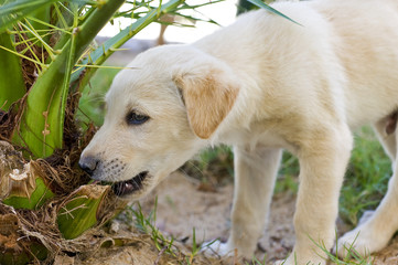 Young labrador puppy chewing on a plant in the garden