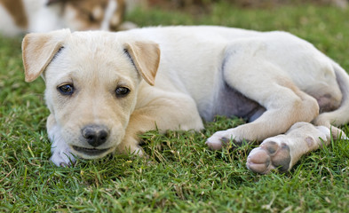 Young labrador puppy resting in the garden
