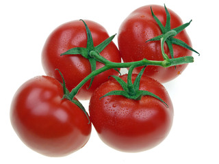 strauchtomaten