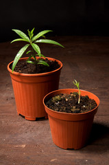 pesco piantina germoglio crescita sviluppo