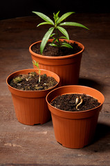 pesco piantina germoglio crescita sviluppo vaso