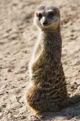 Meerkat standing in sunshine