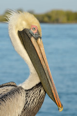 Pelican