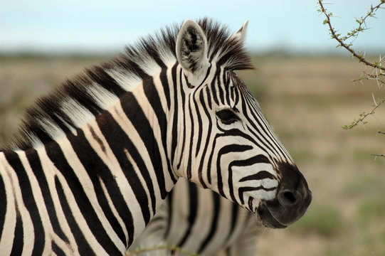 Fototapeta Zebra