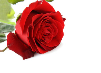 Day Valentine red rose and empty space for text