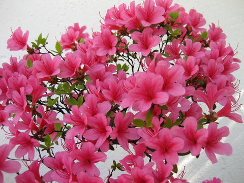 Buganville Bl&uuml;ten