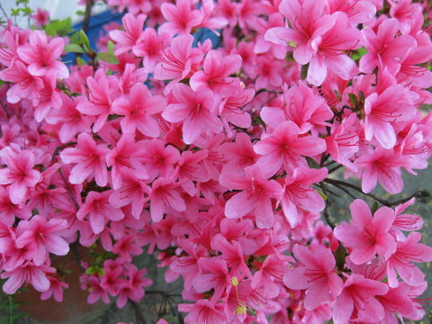 Buganville Bl&uuml;ten