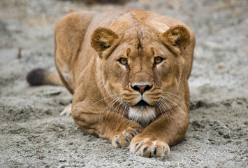 Obraz premium lioness