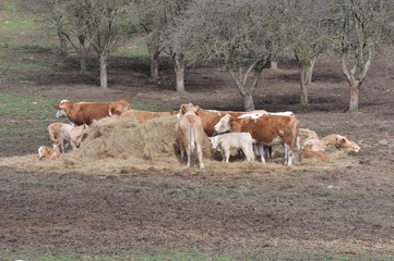 vaches