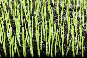 grass and water drops