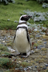 Magellanic Pinguin