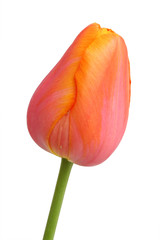 Spring flower - orange tulip