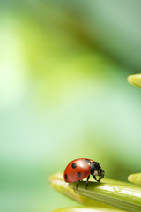 ladybug