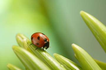 ladybug on flover
