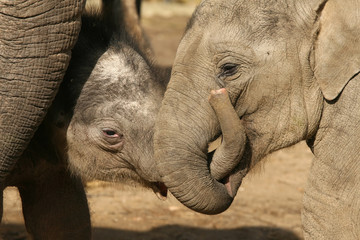 Two baby elephants playing