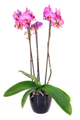 orchidea Phalaenopsis in vaso