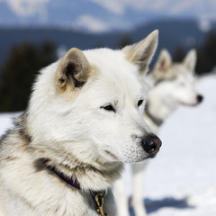 Obraz premium white dog