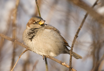 Sparrow on a twig