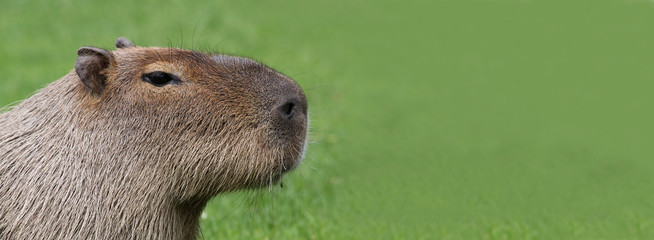 Portrait of an adult Capybara with Copy space