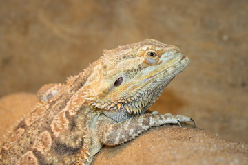 Reptil