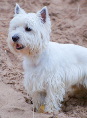 west highland terrier dog on sand background