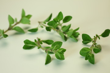 Obraz premium oregano