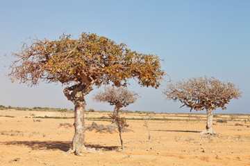Obraz premium myrrh tree (Commiphora myrrha)