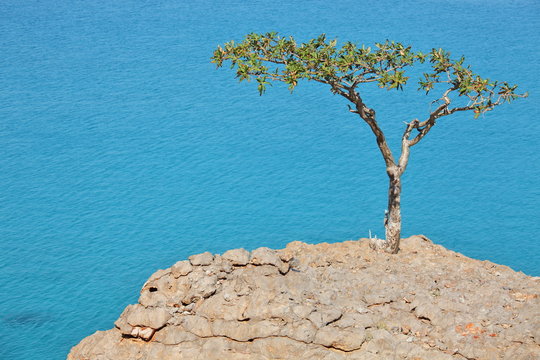 Boswellia (Frankincense tree) - Socotra Island