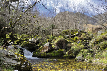 Bosque asturiano.