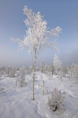 Birch-tree in winter